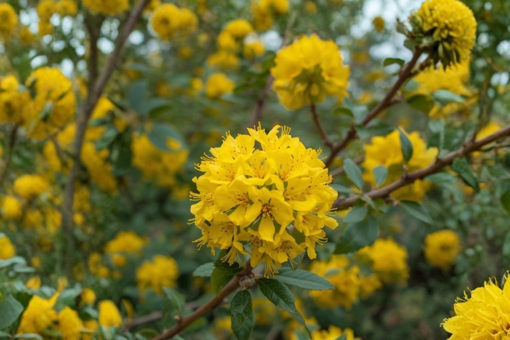Bright yellow flowers of the Berberine plant on a green branch.